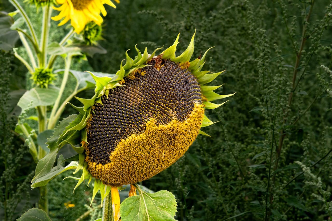 Sunflower seeds harvested for saving