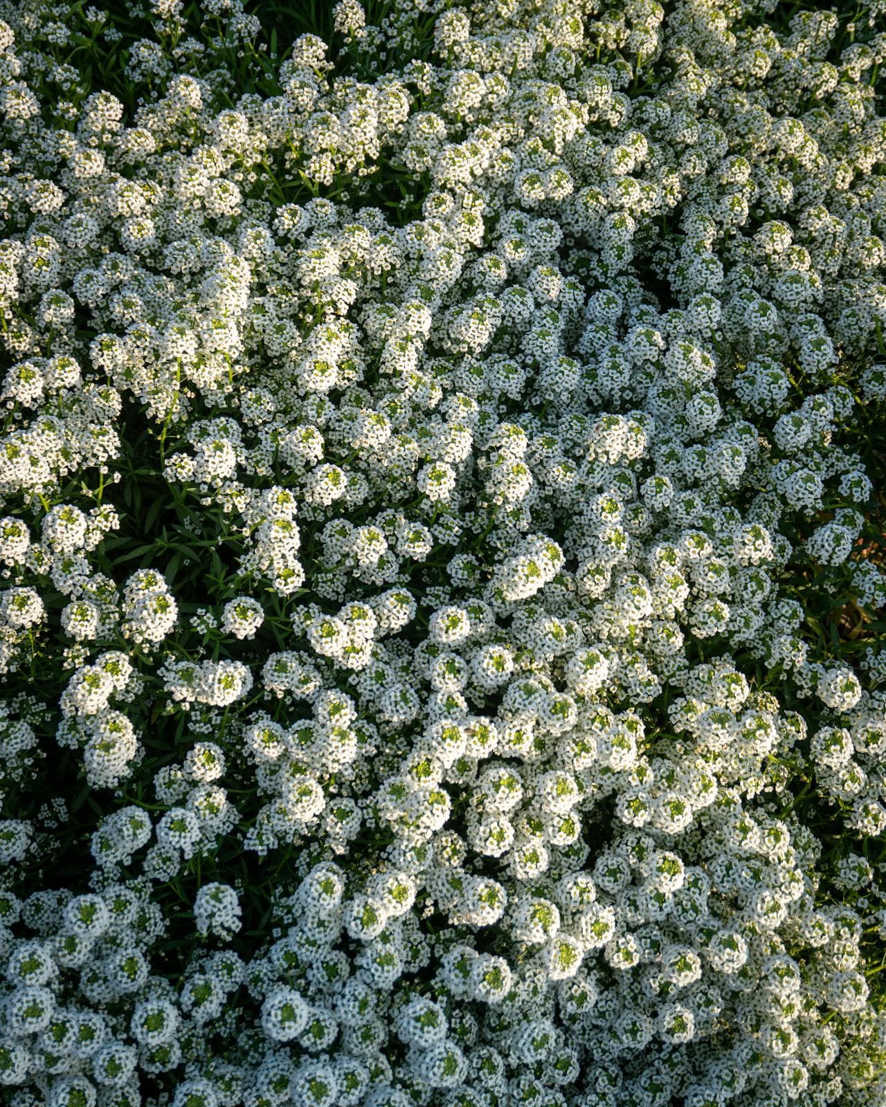 Sweet Alyssum