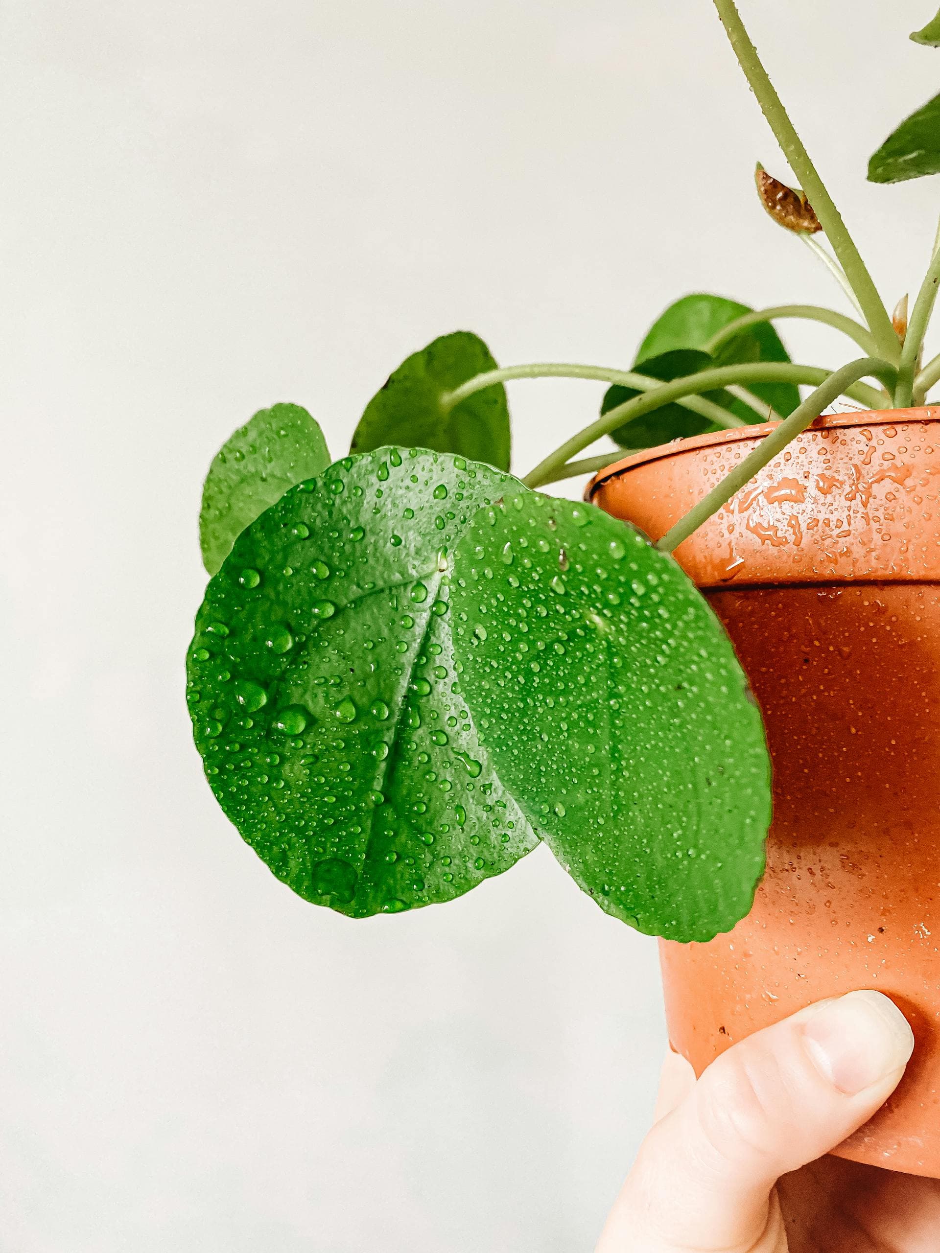 Water droplets on pilea leaves