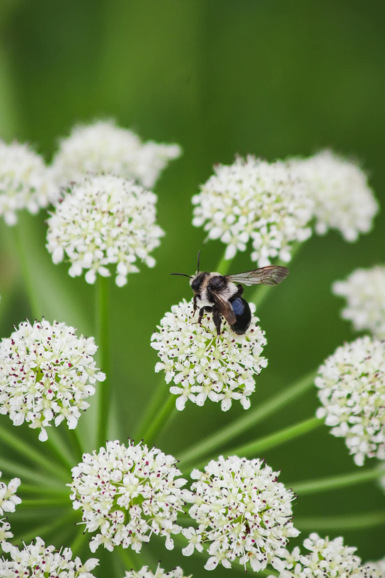 Water Hemlock