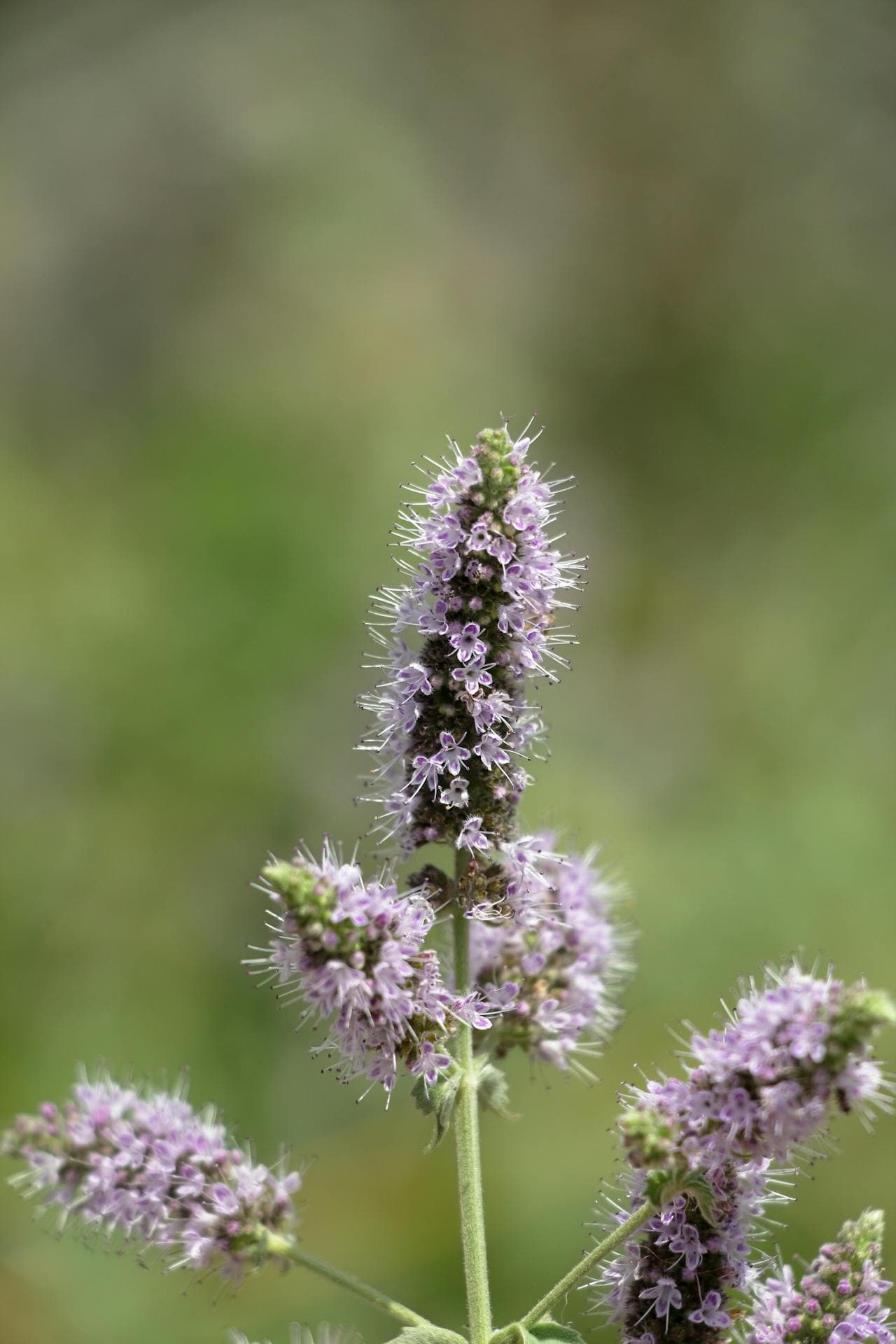Wild mint in flower