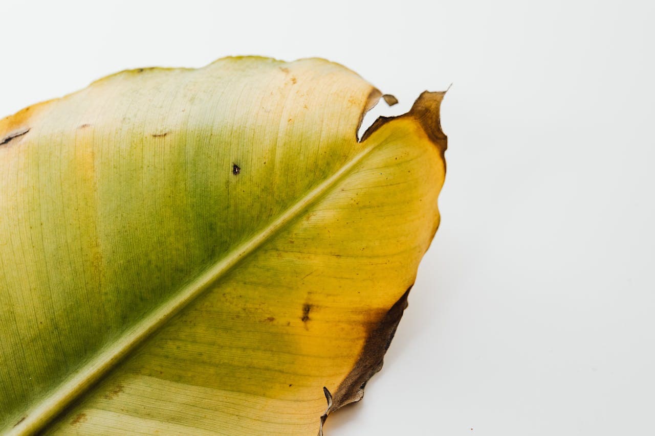 Yellowing leaf on a houseplant