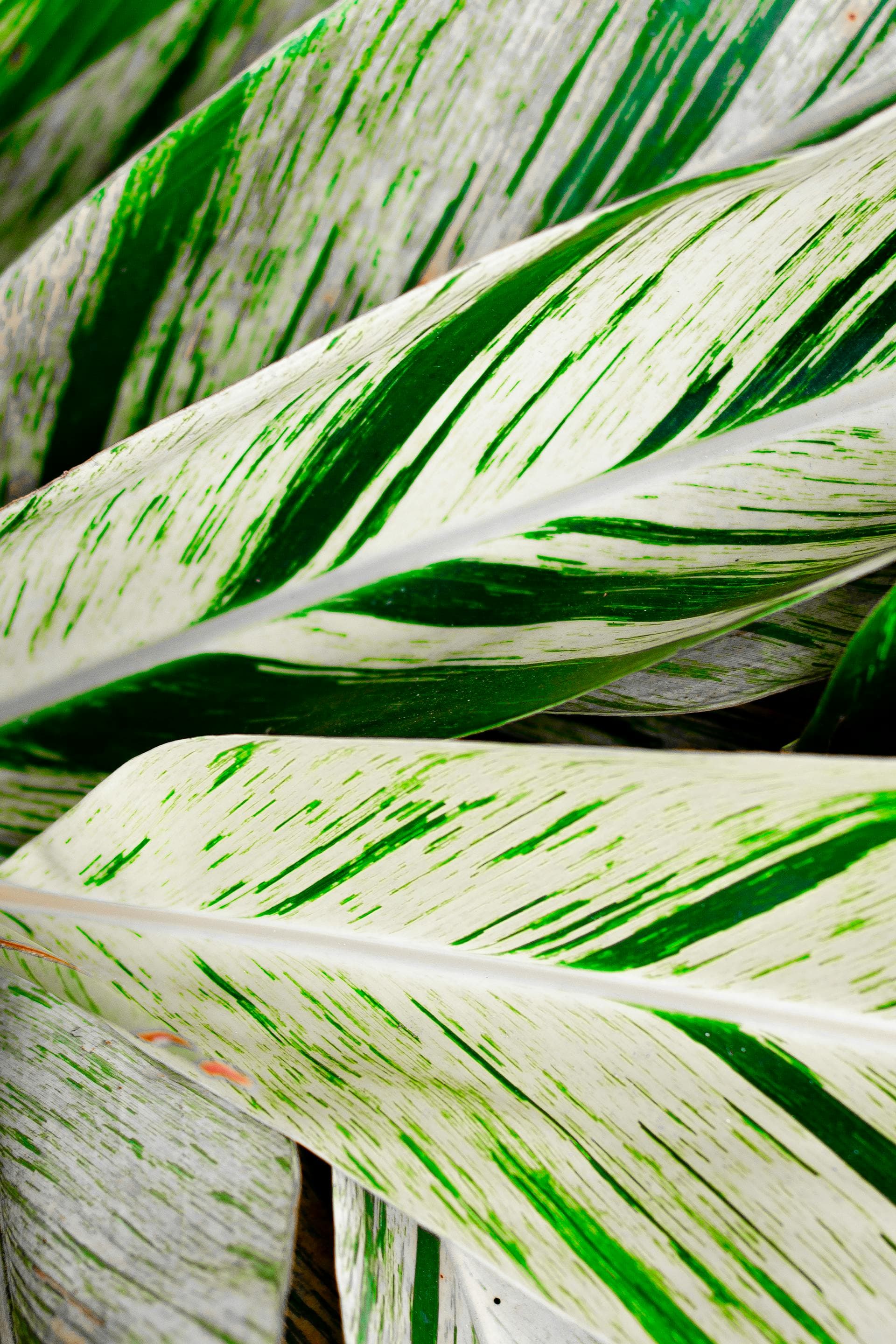 Calathea Orbifolia — additional view