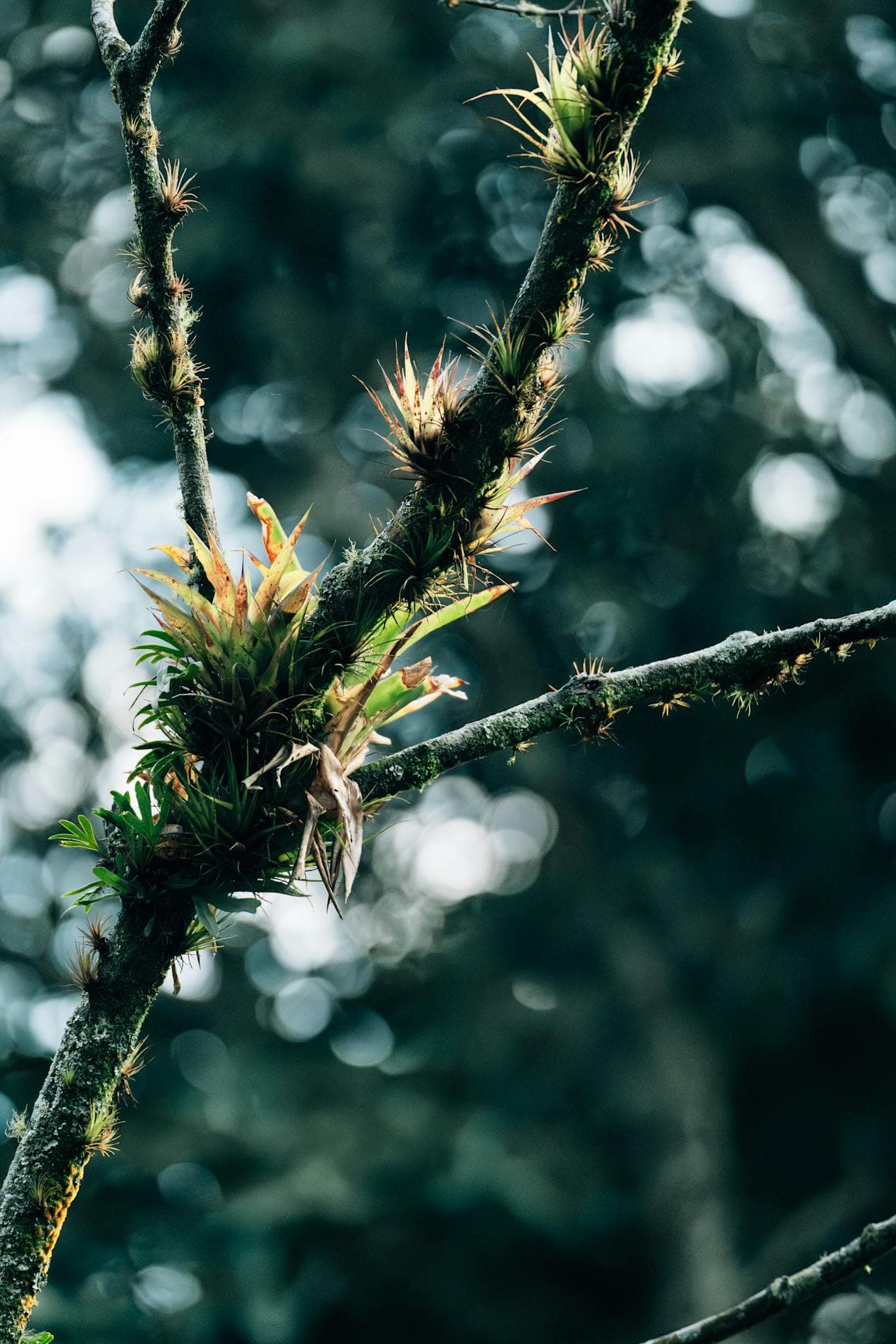 Tillandsia epiphytes growing along a tropical tree branch