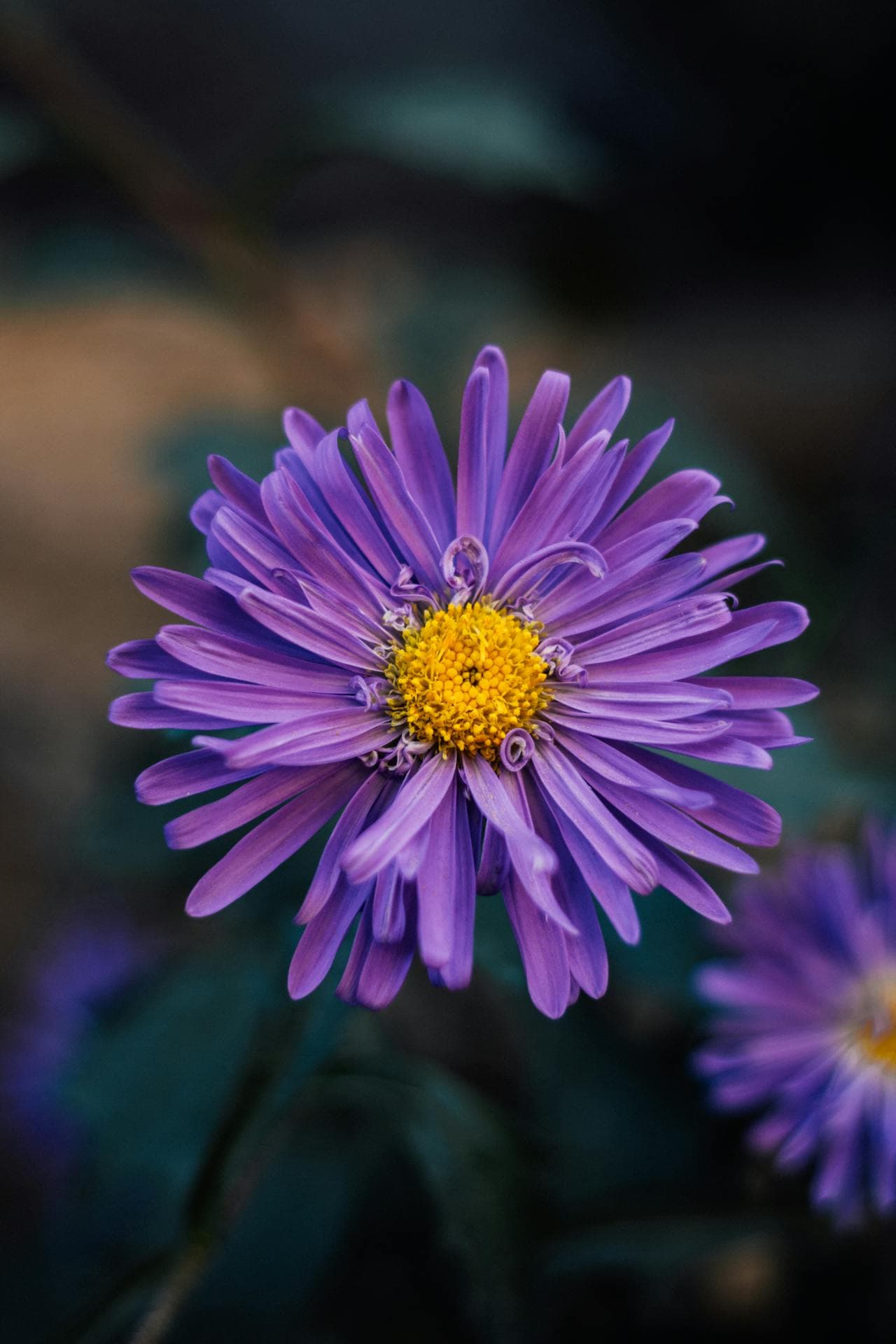 Alpine Aster