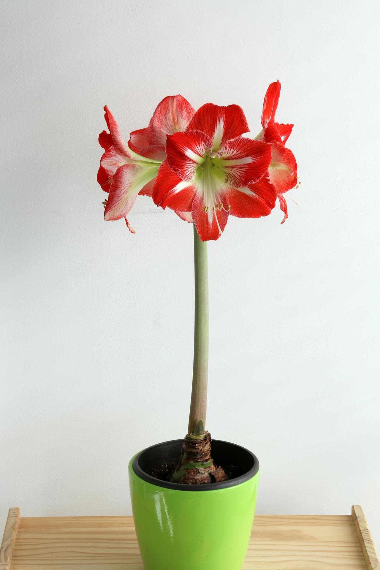 Amaryllis — additional view