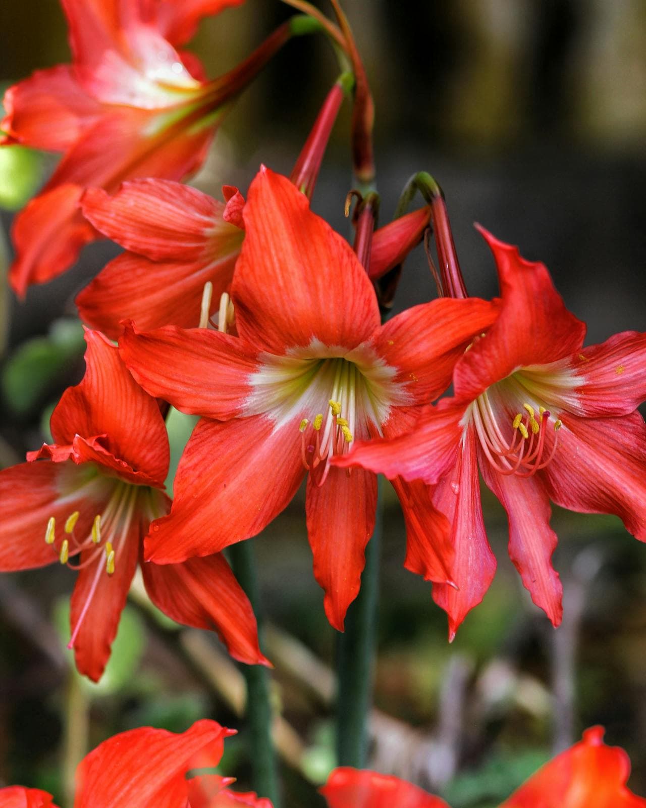 Amaryllis