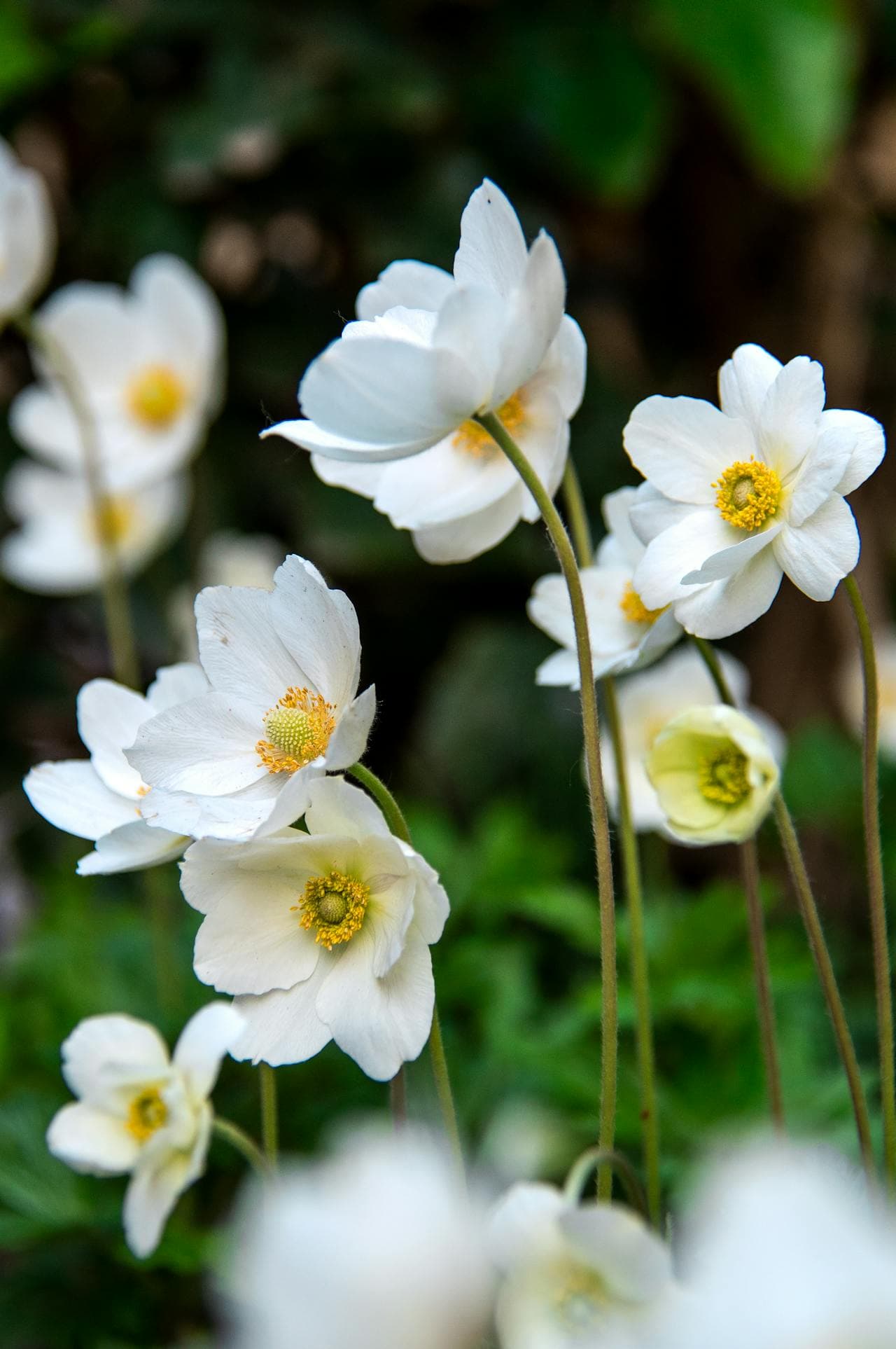 Canada Anemone