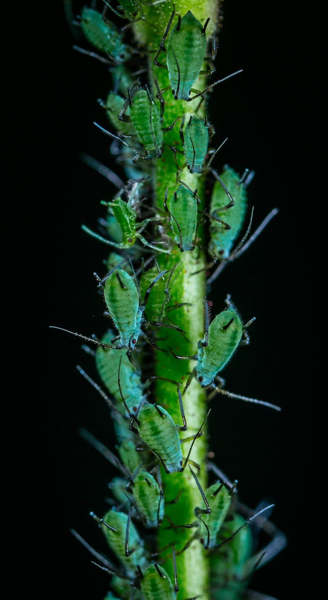 Close-up of aphids clustered on a plant stem