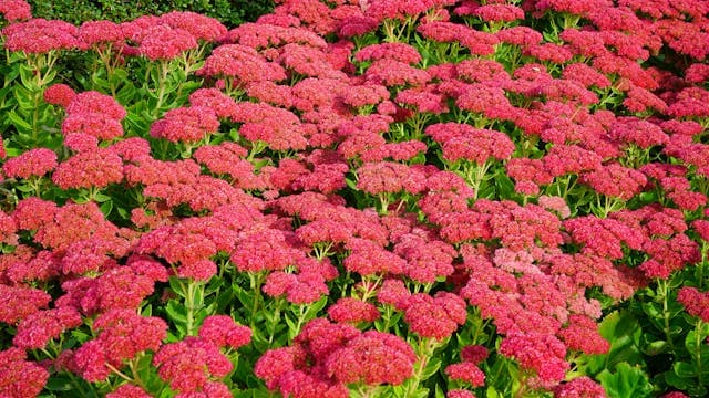 Autumn Joy Sedum