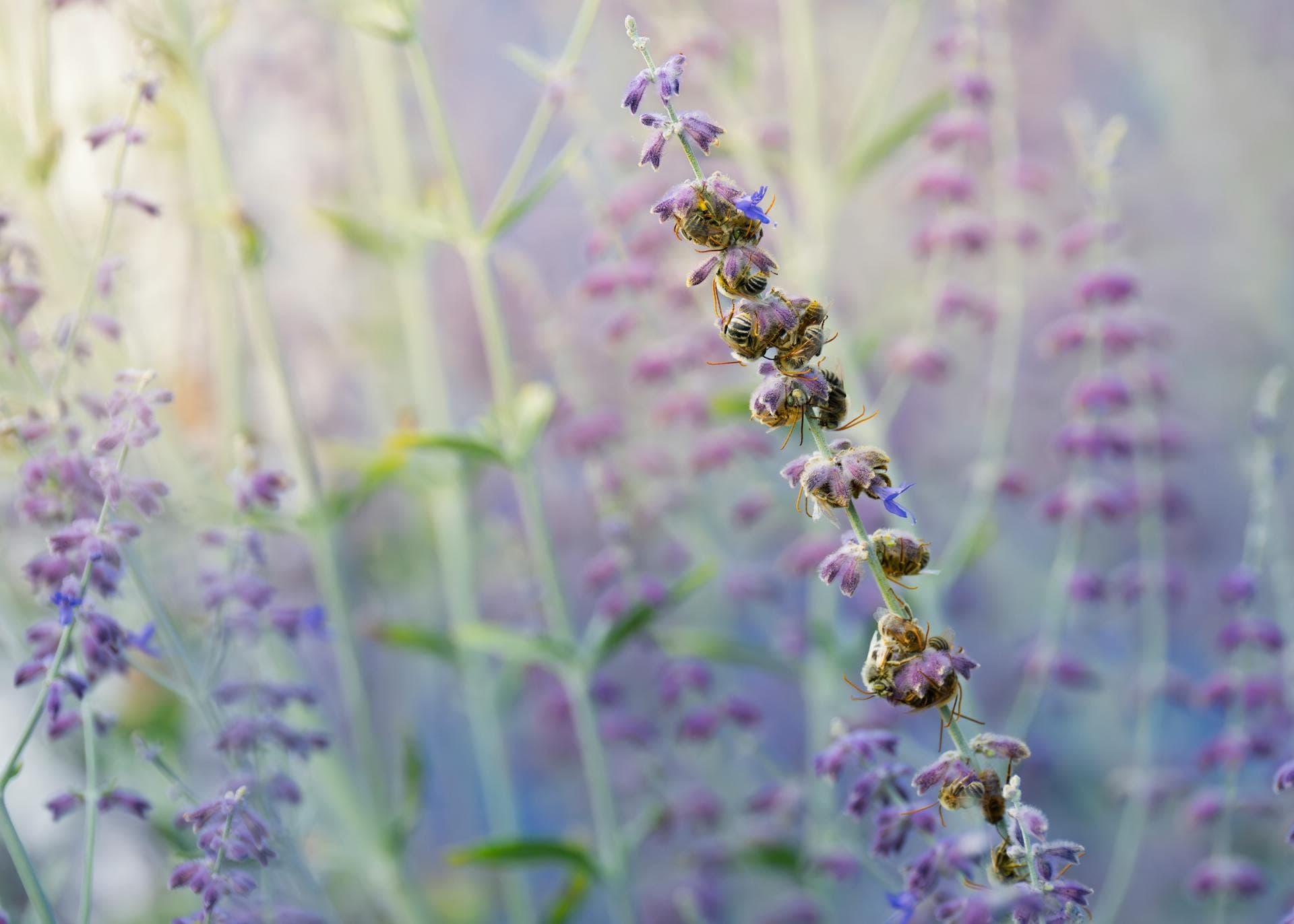Russian Sage — additional view
