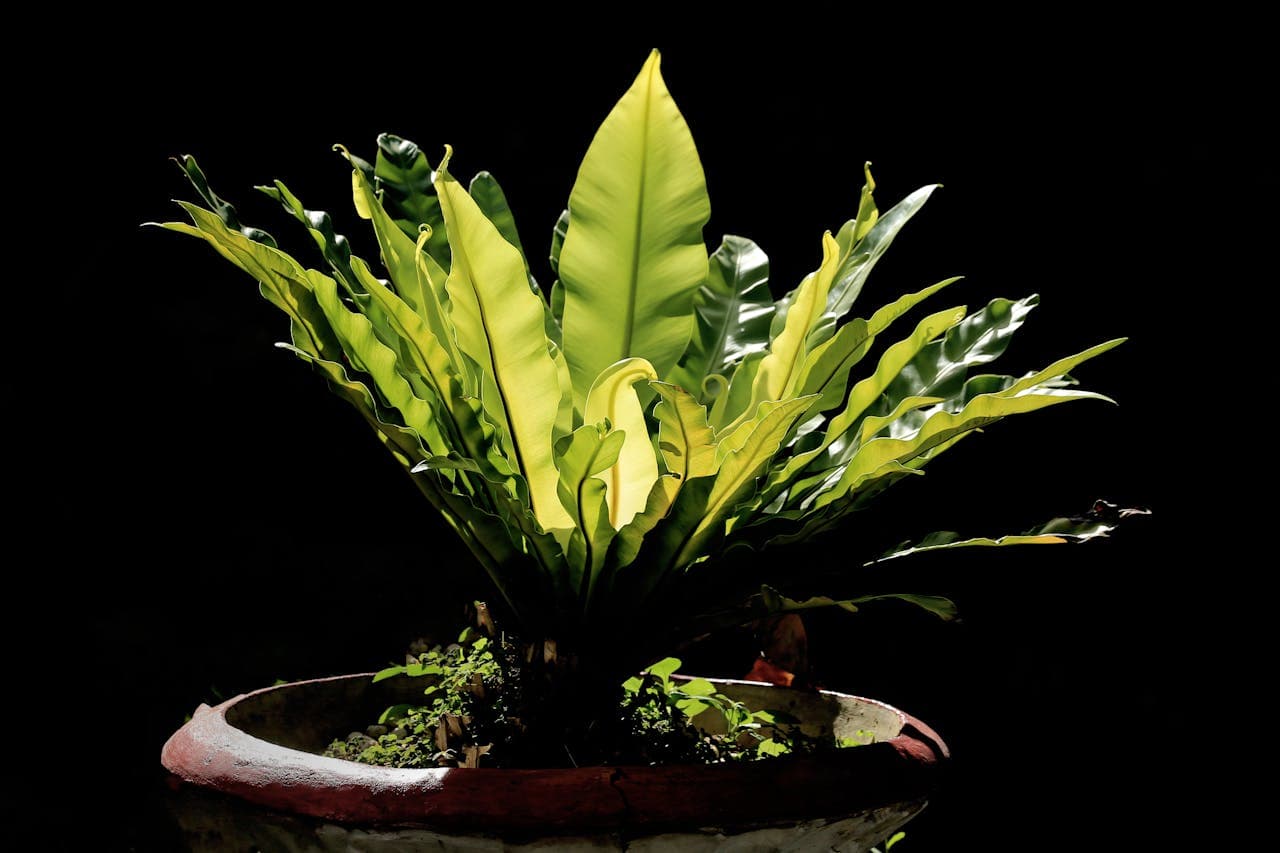 Bird's Nest Fern