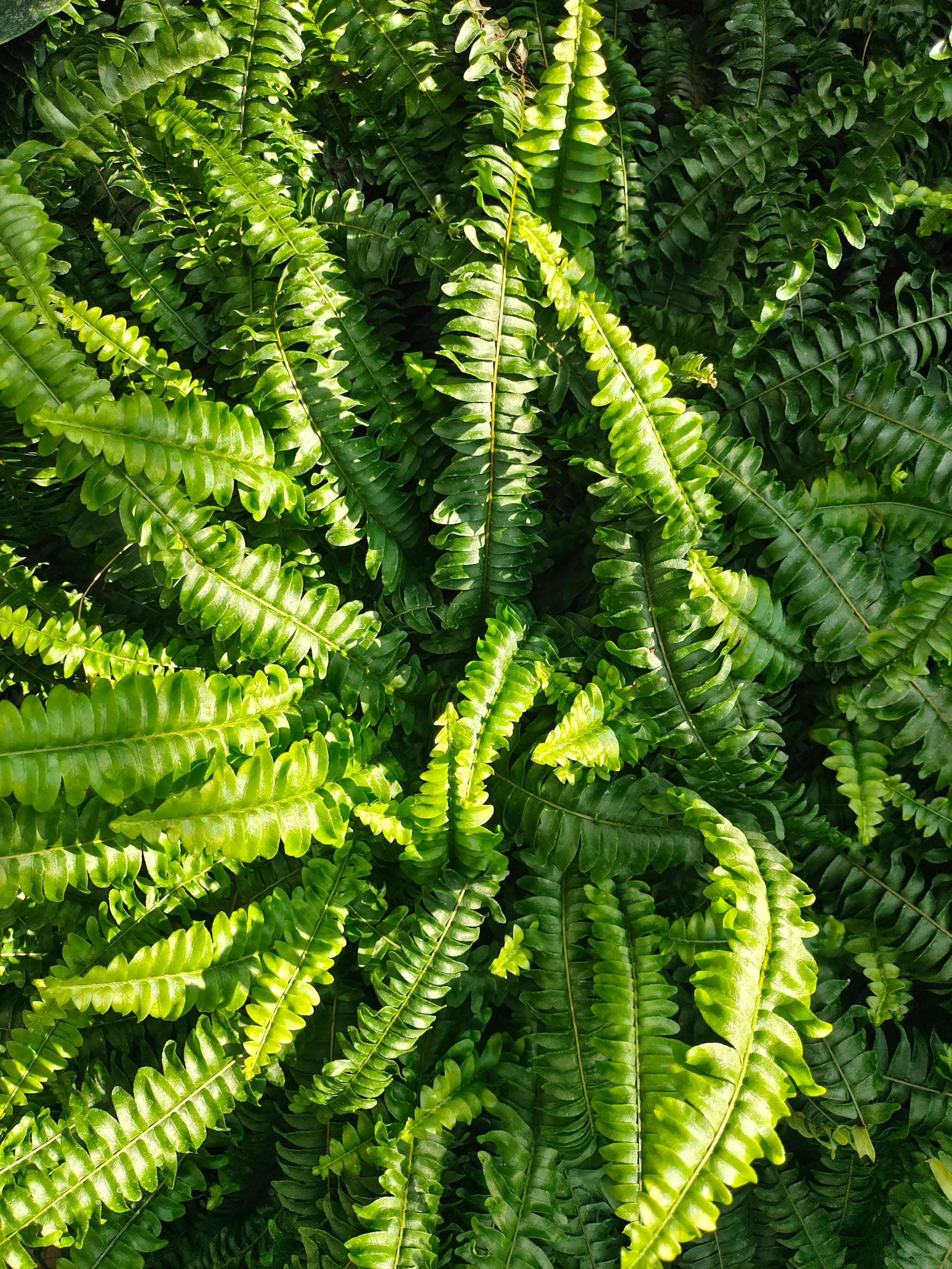 Boston Fern