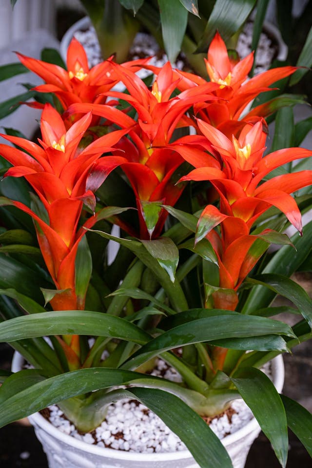 Bromeliad (Scarlet Star)