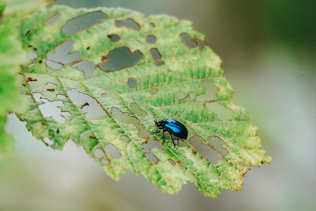 Leaf with insect feeding damage