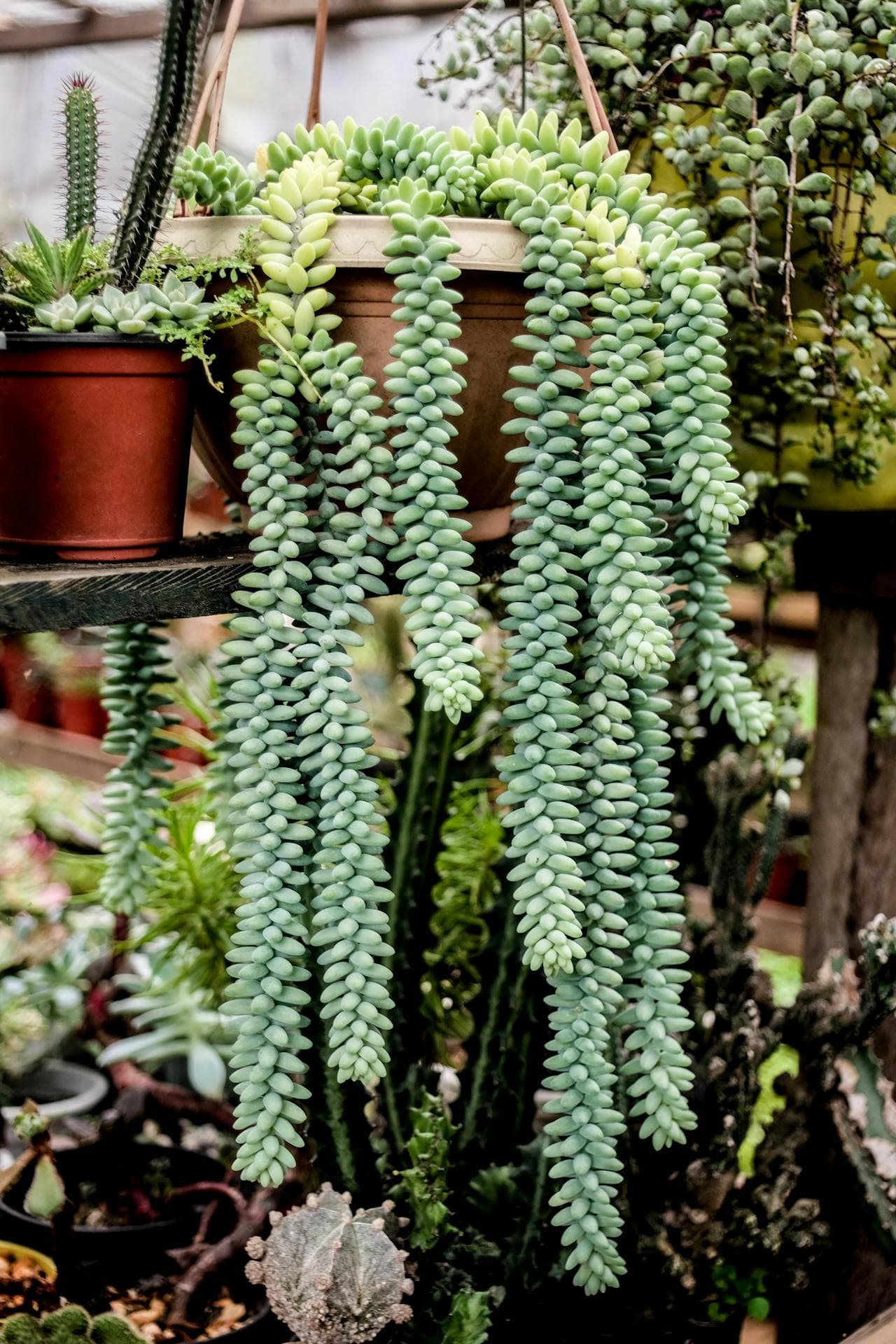Burro's Tail