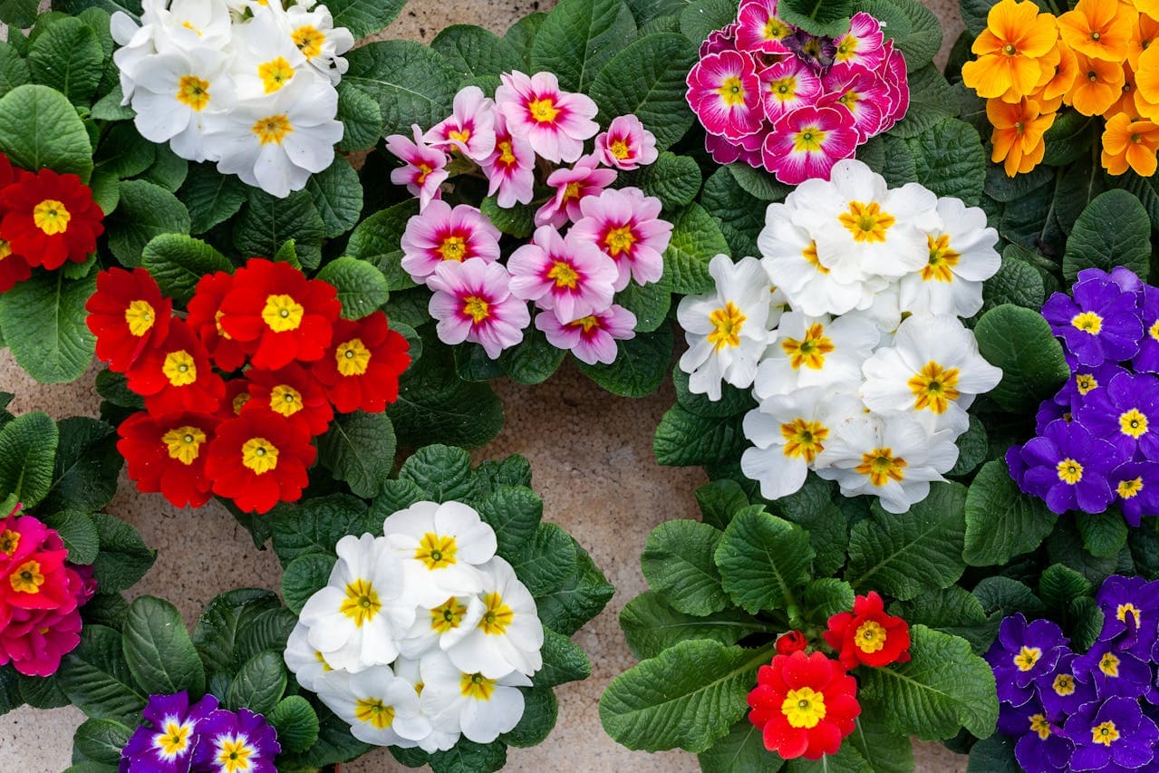 Cape Primrose