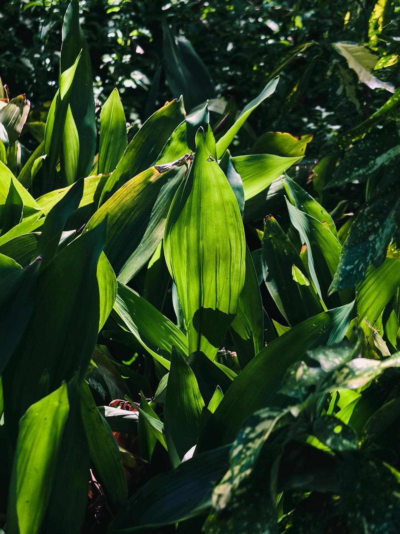Cast Iron Plant