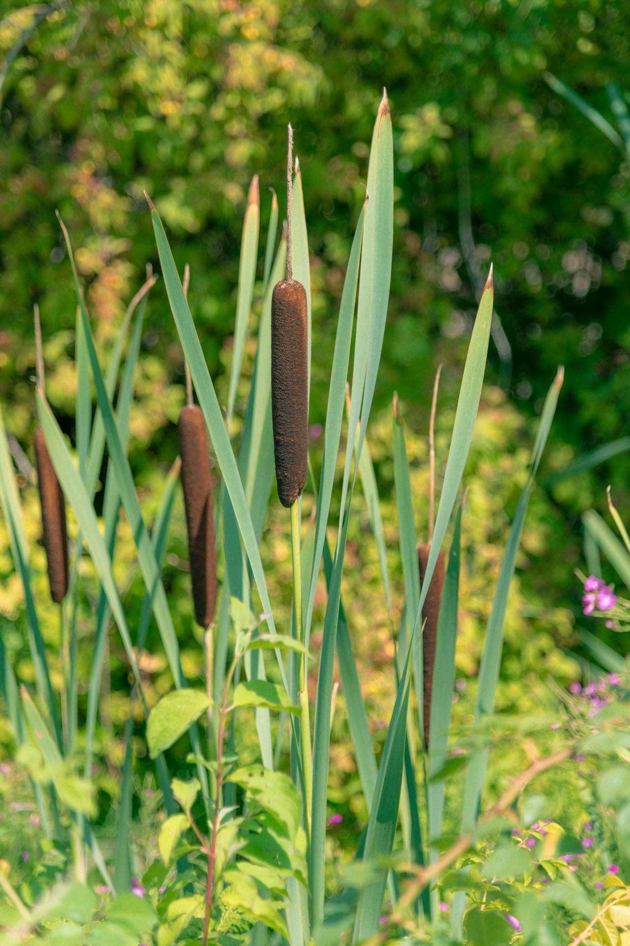 Cattail — additional view