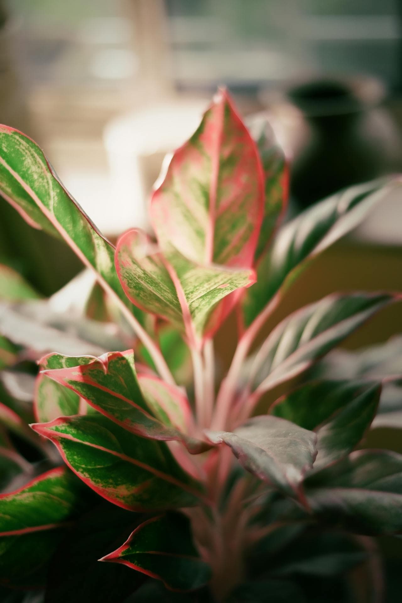 Chinese evergreen leaves catching low light