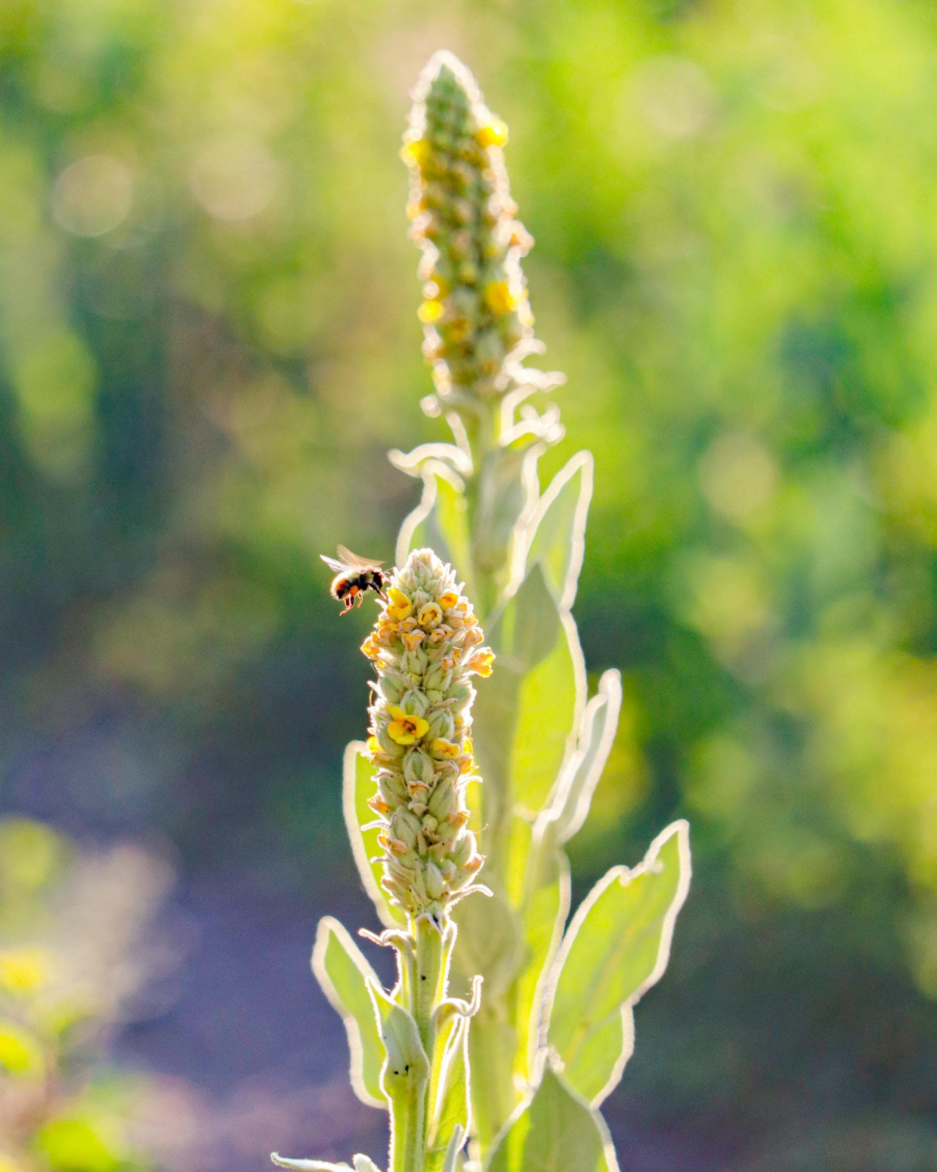 Common Mullein