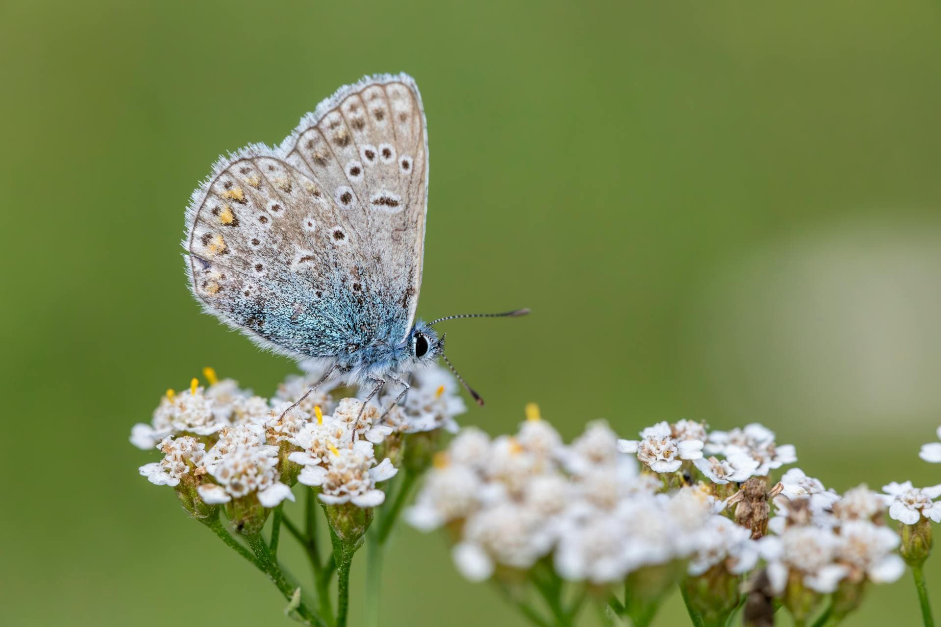 Common Yarrow