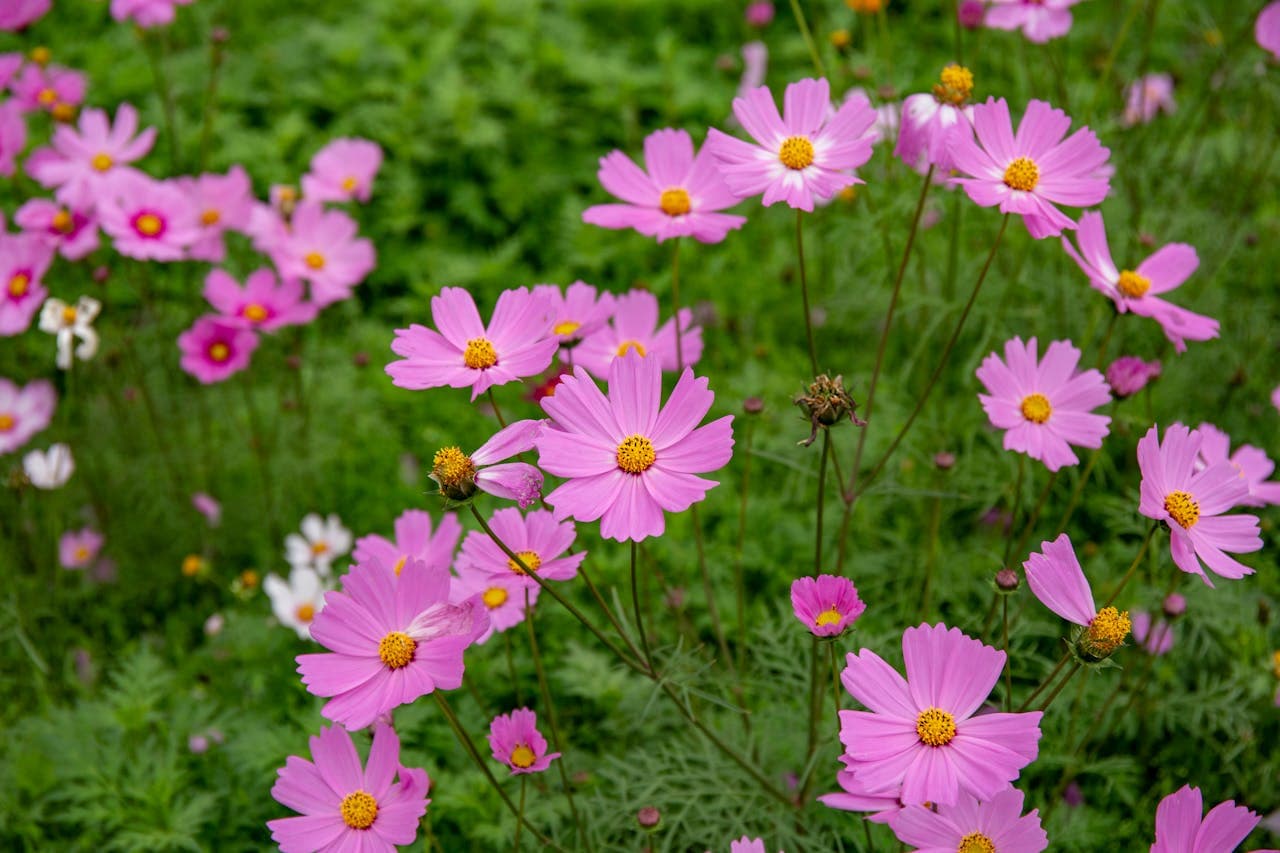 Cosmos