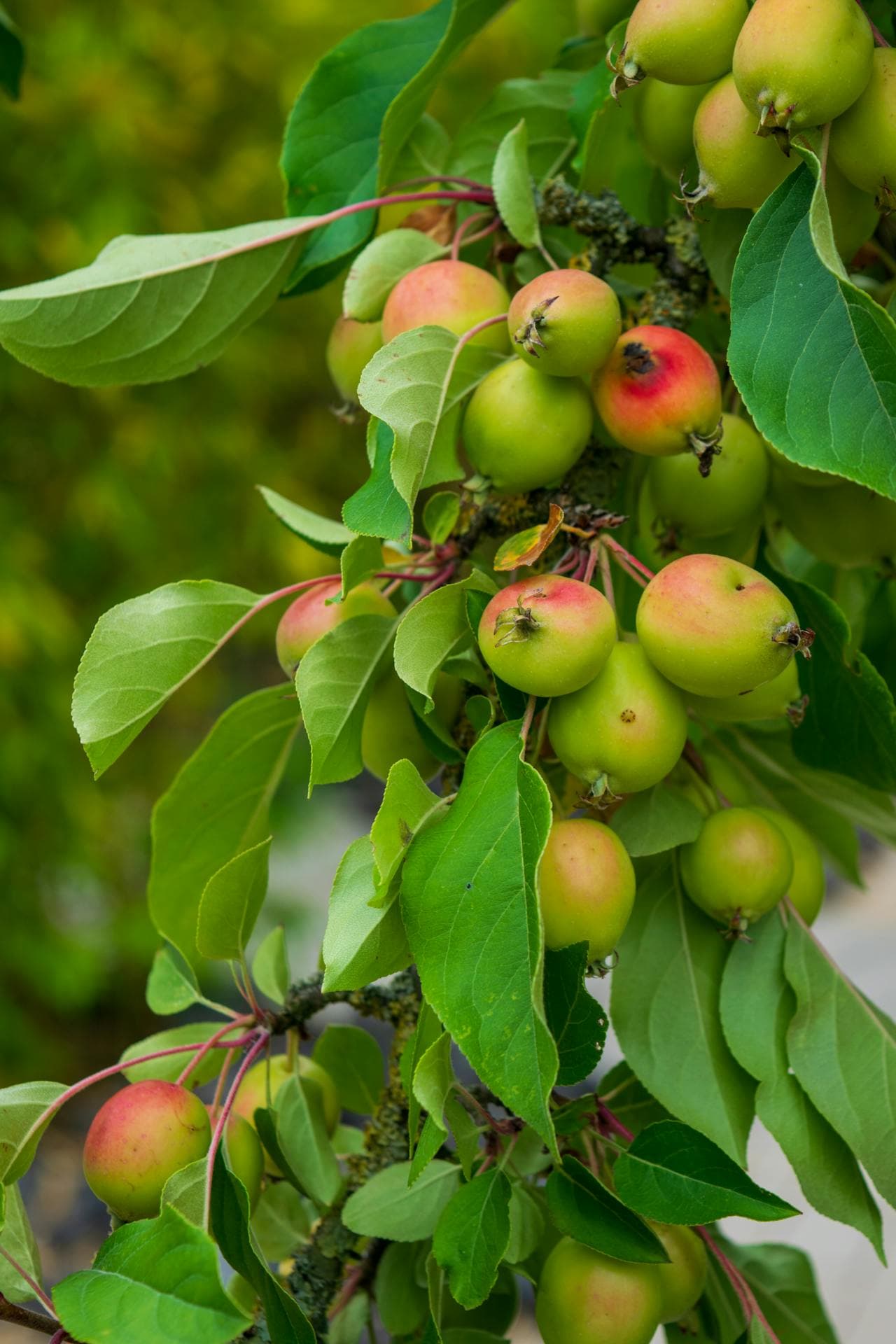 Ripe crabapples on the branch