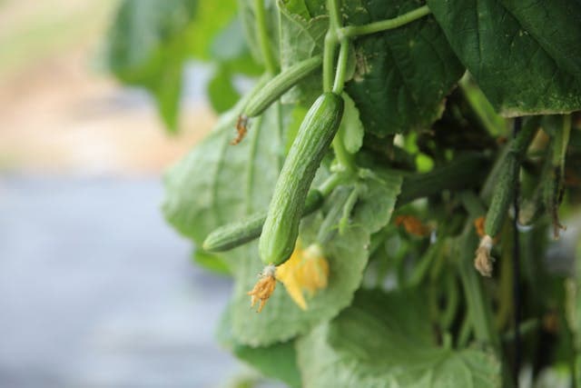 Cucumber