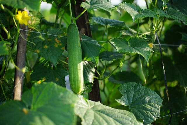 Cucumber — additional view