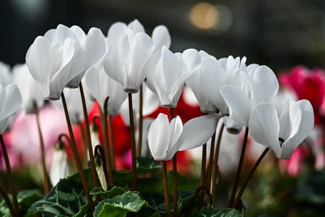 Cyclamen