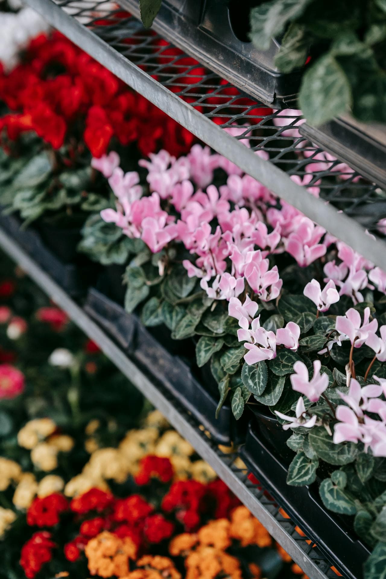 Cyclamen — additional view