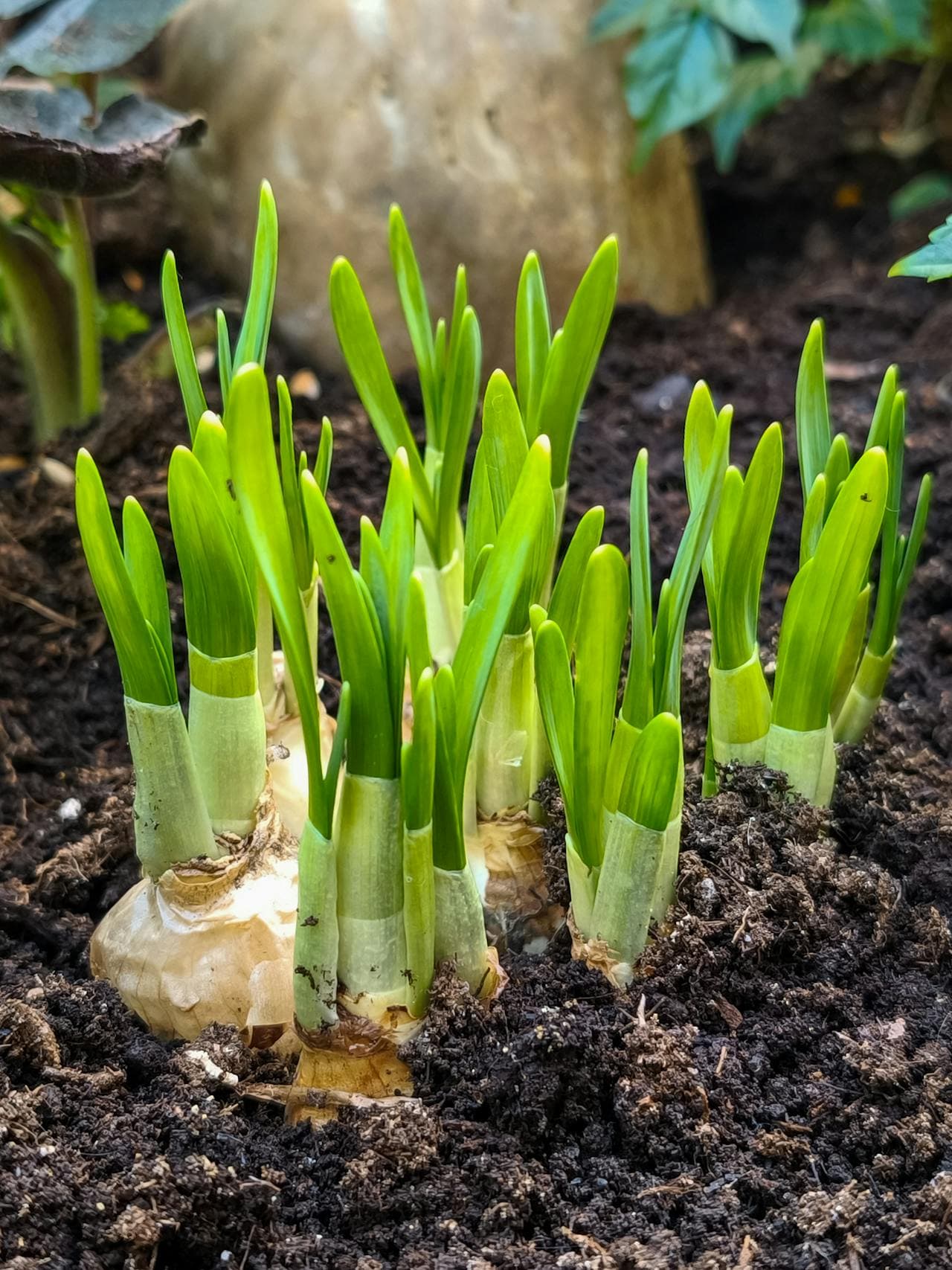 Daffodil bulbs ready for planting
