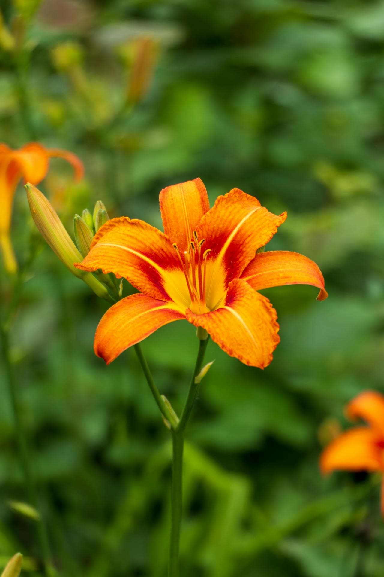 Daylily
