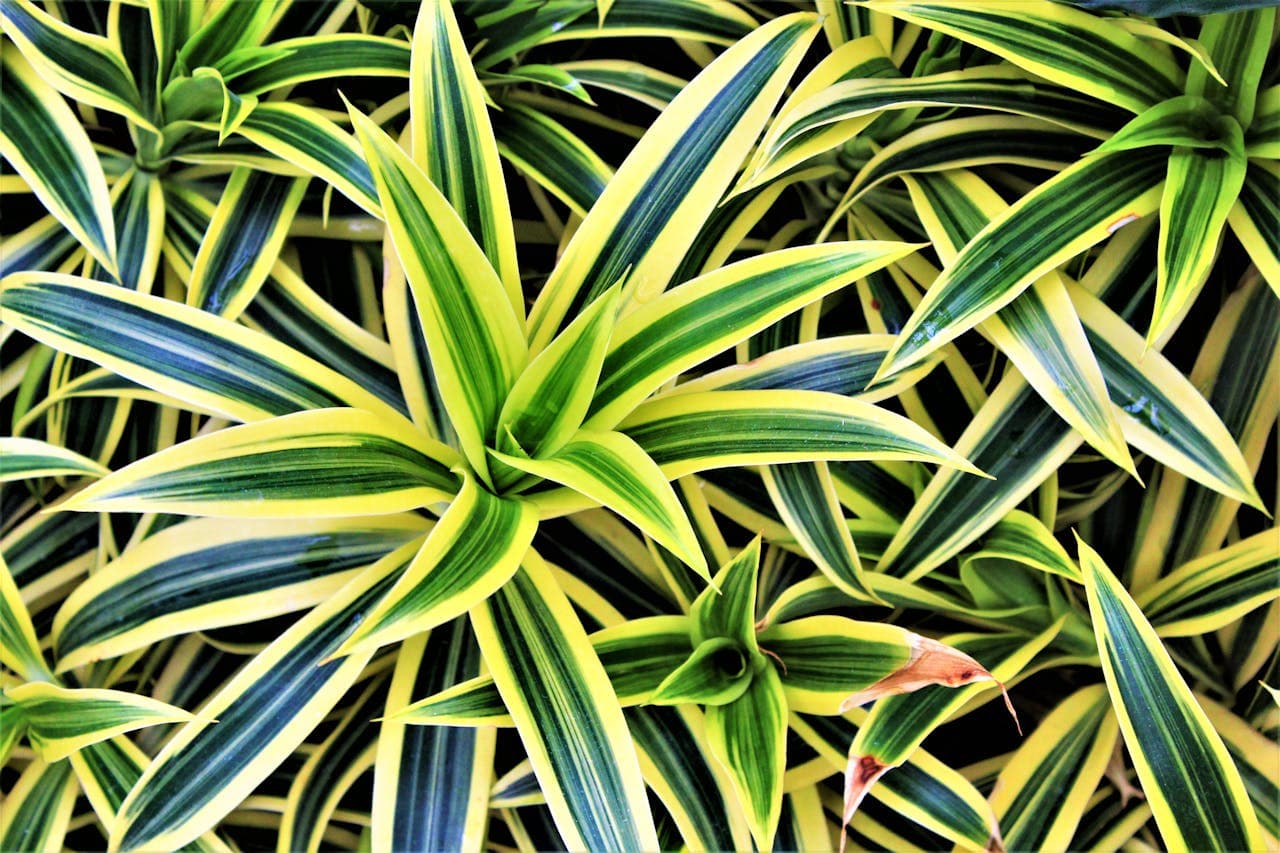 Dracaena