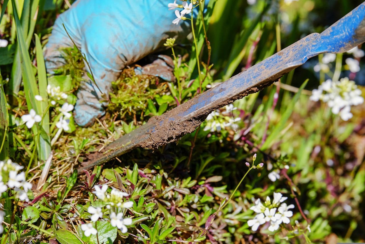 Perennial plants lifted from the ground for dividing