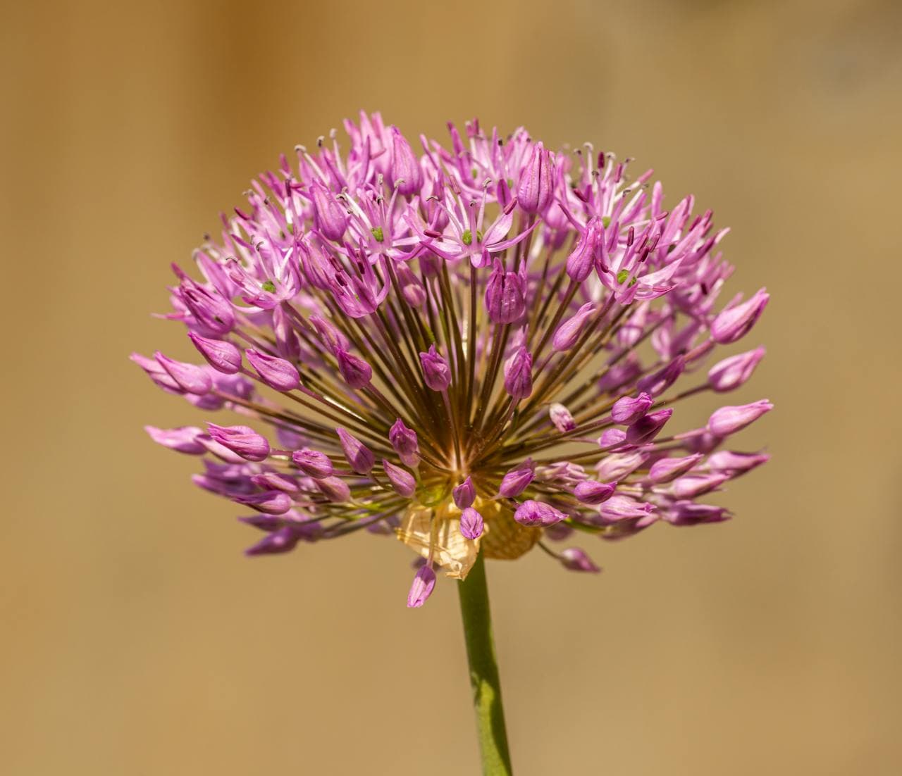 Garlic flower head in bloom