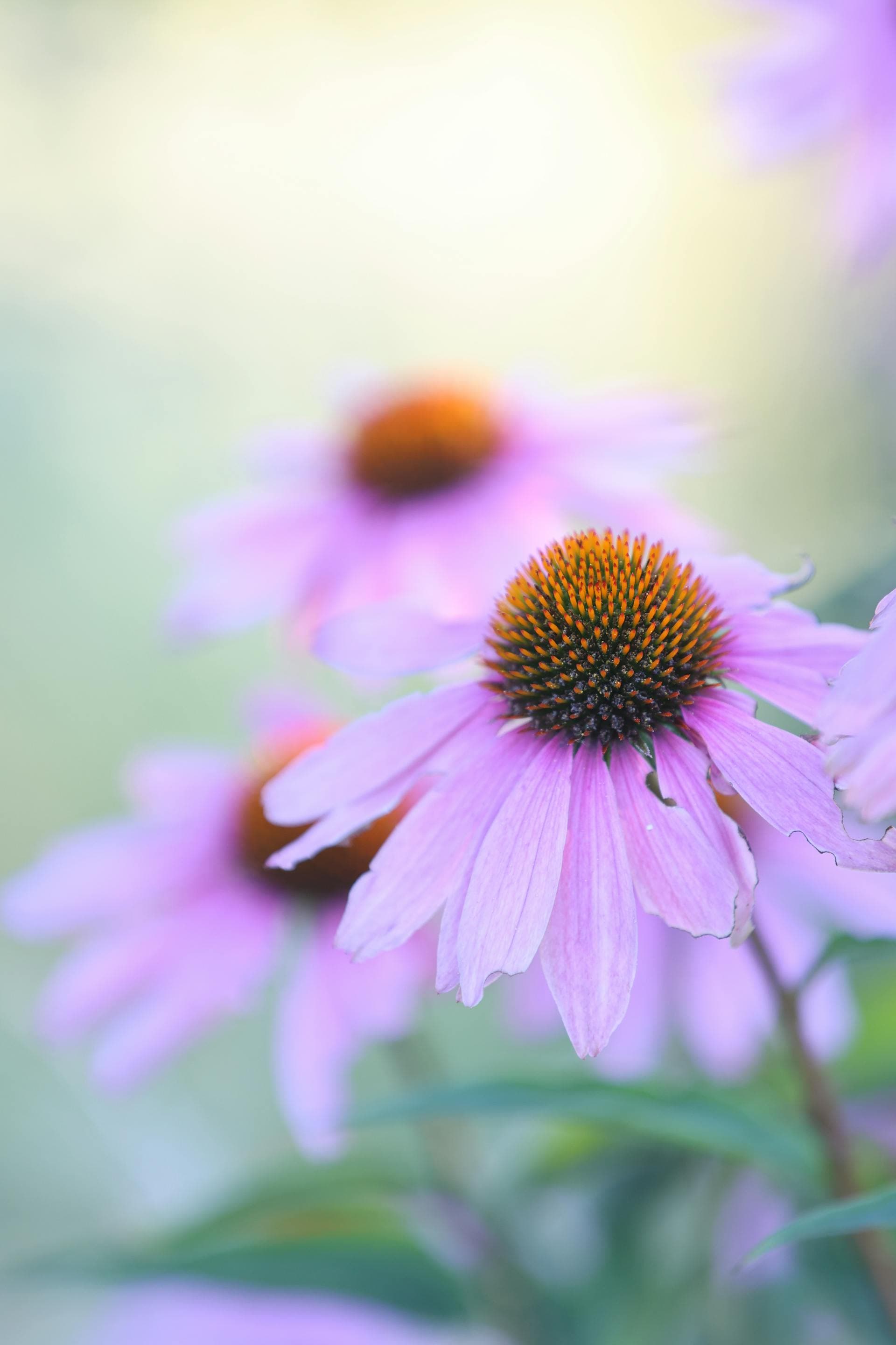 Purple Coneflower