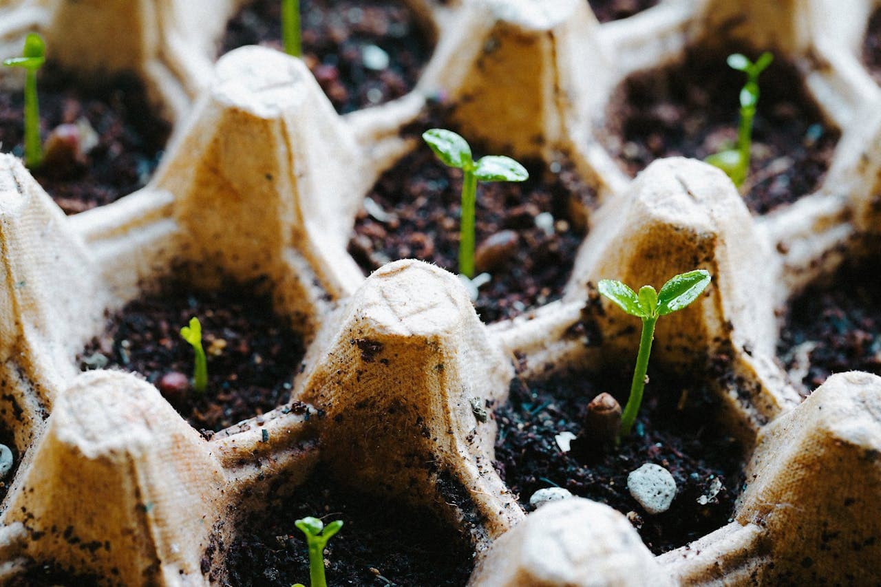 Young seedlings growing in an egg-carton starter