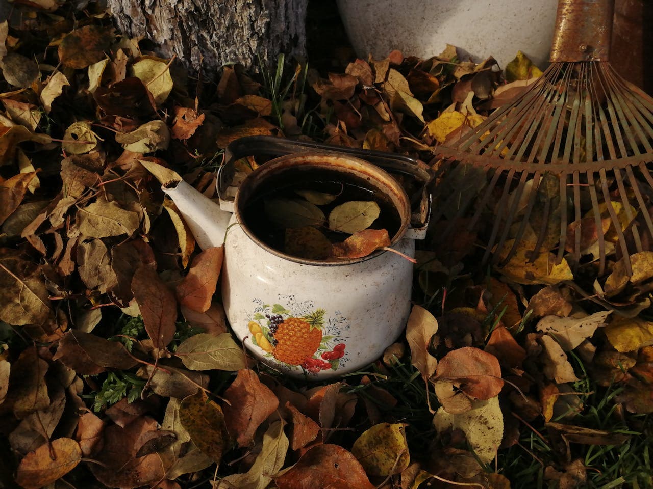 Rake gathering fall leaves