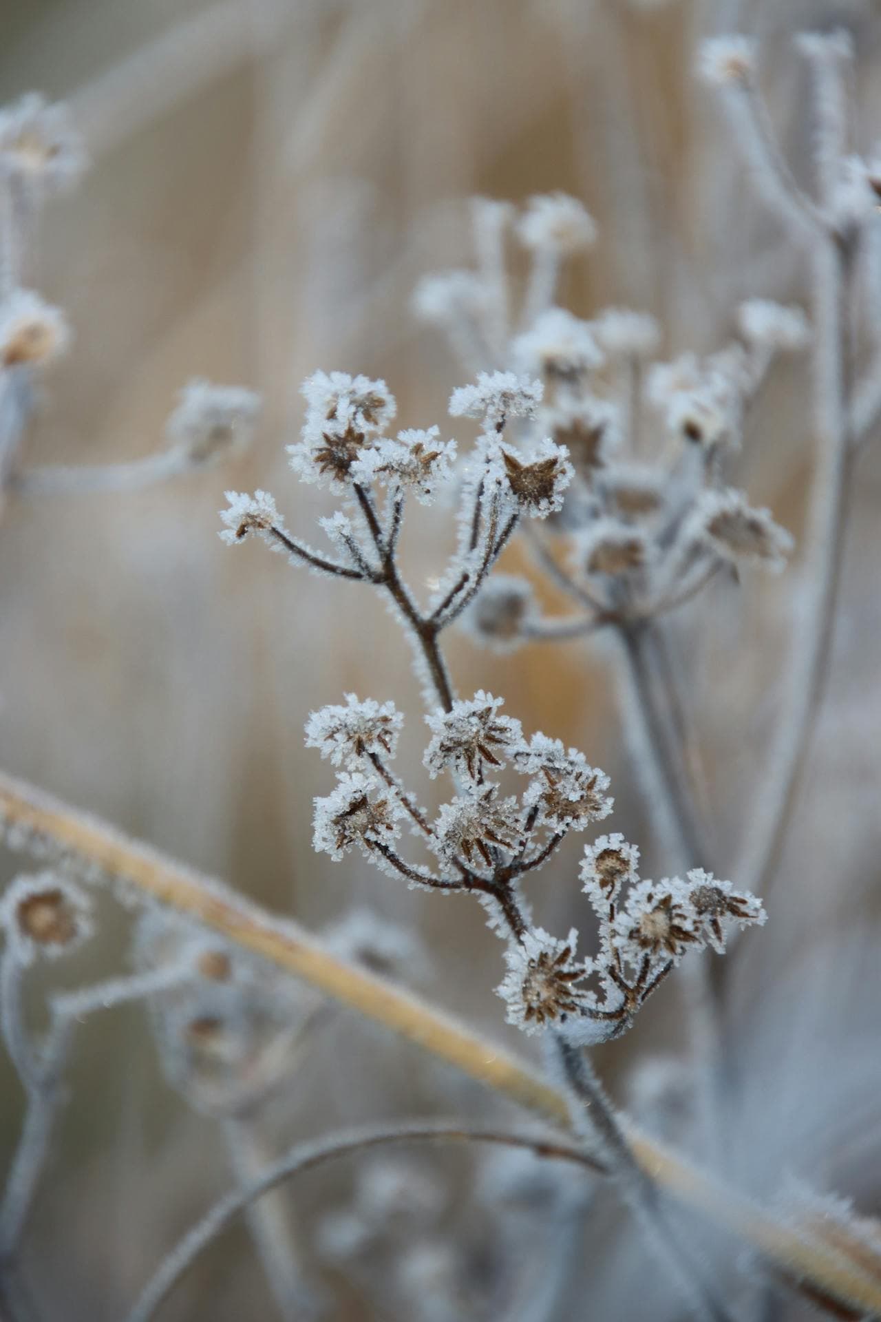 Plant covered in early-morning frost