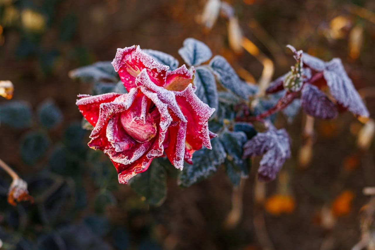 Frost on a rose flower