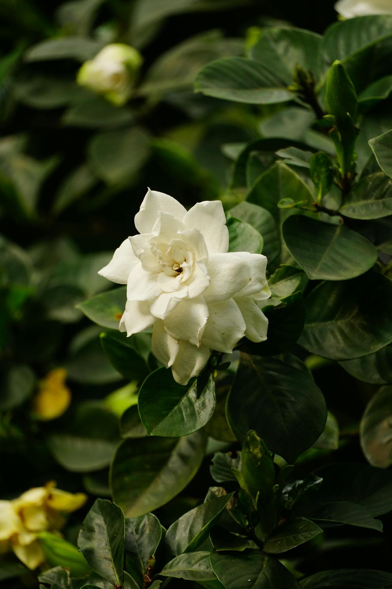 Gardenia