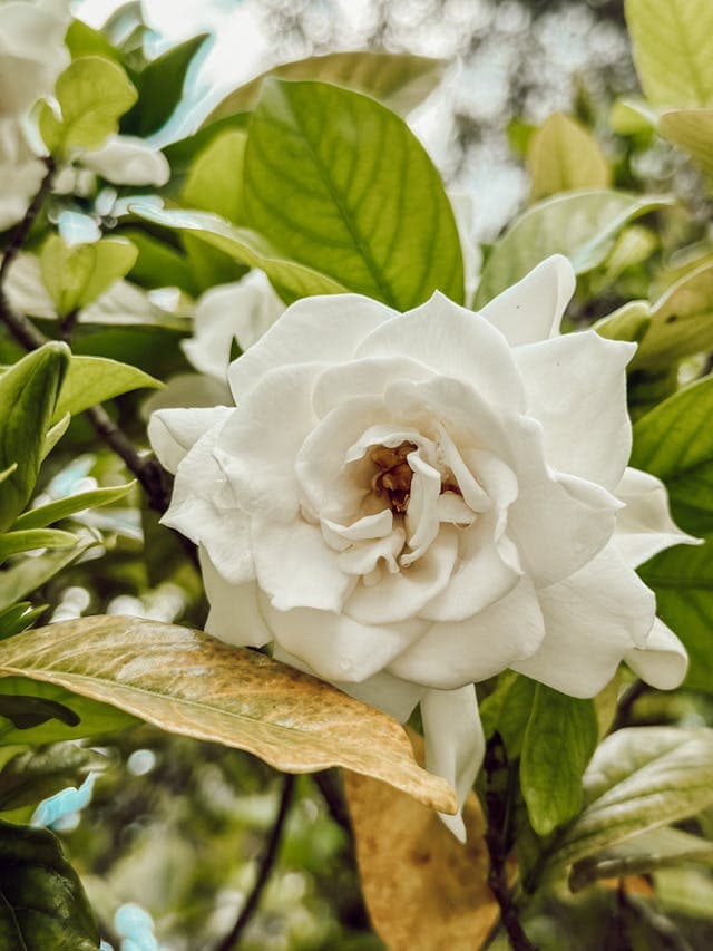 Gardenia — additional view