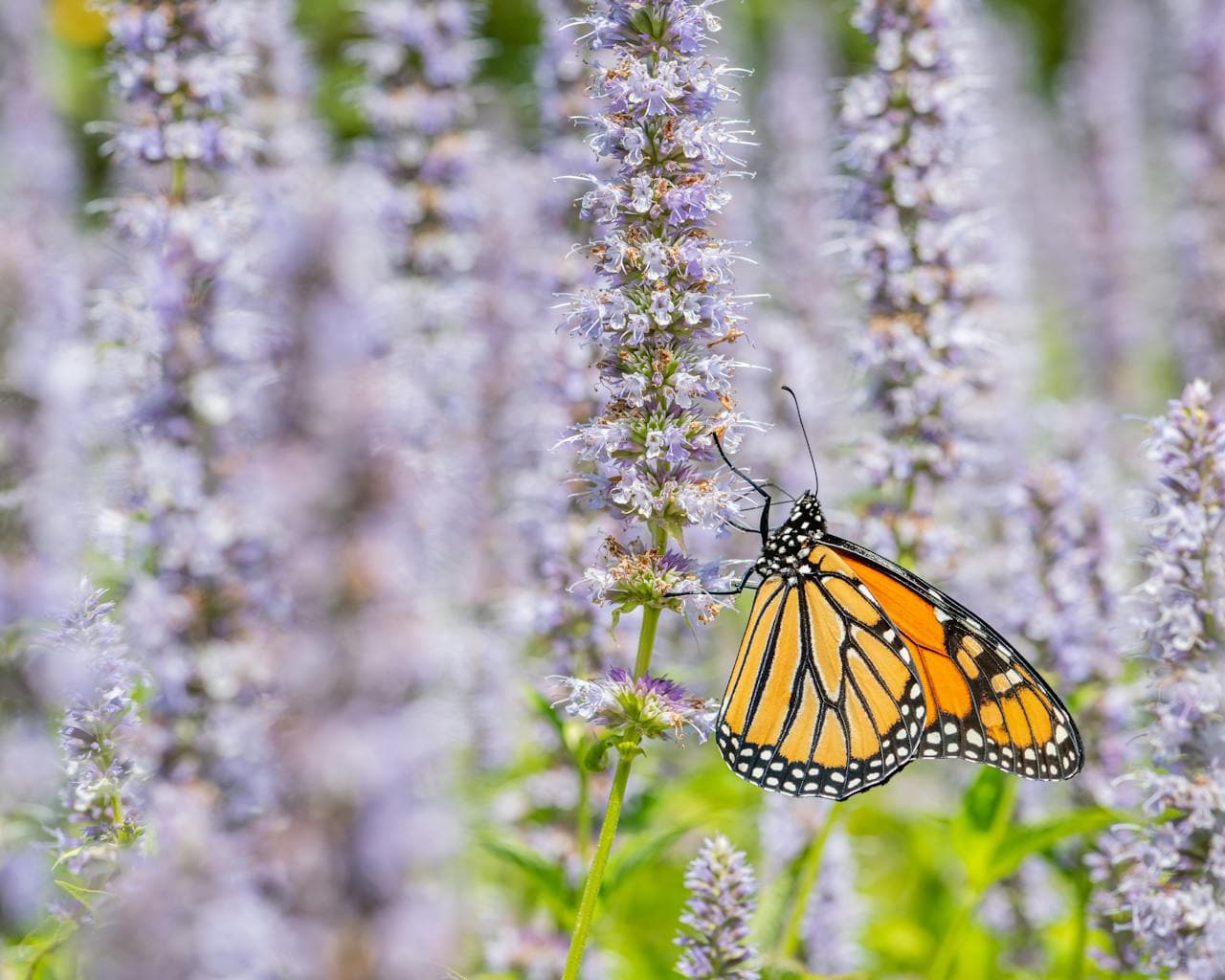 Giant Hyssop