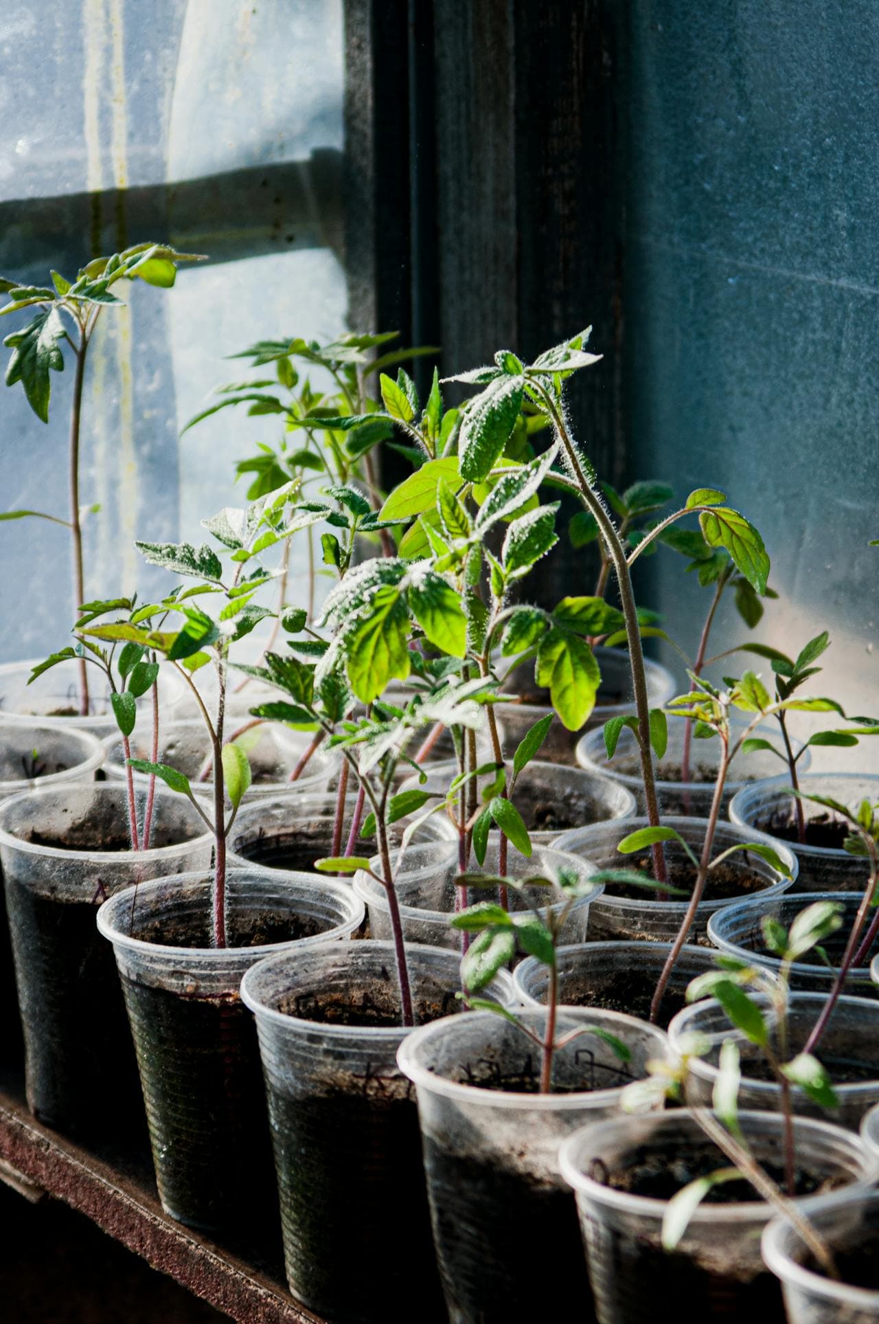 Young seedlings in plastic cups, hardening off outdoors