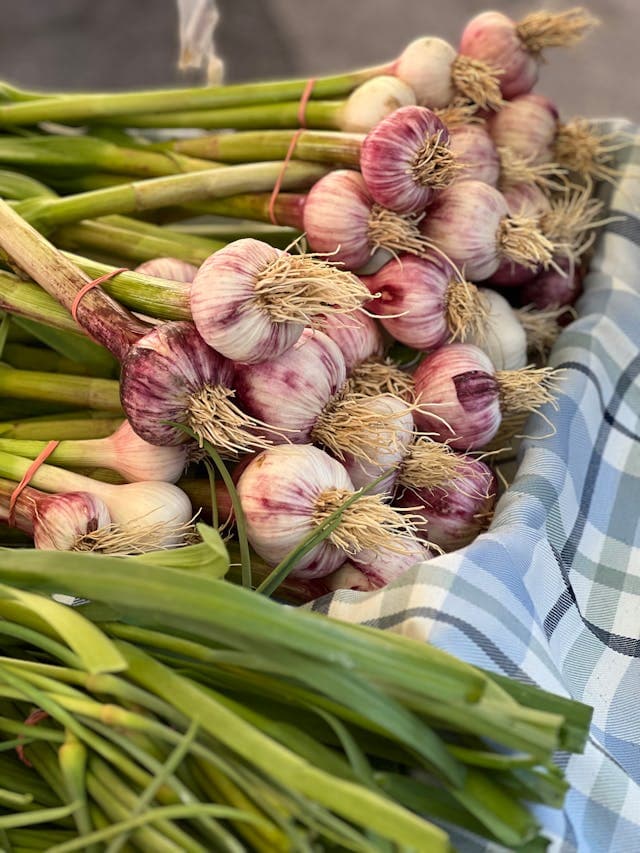 Hardneck Garlic