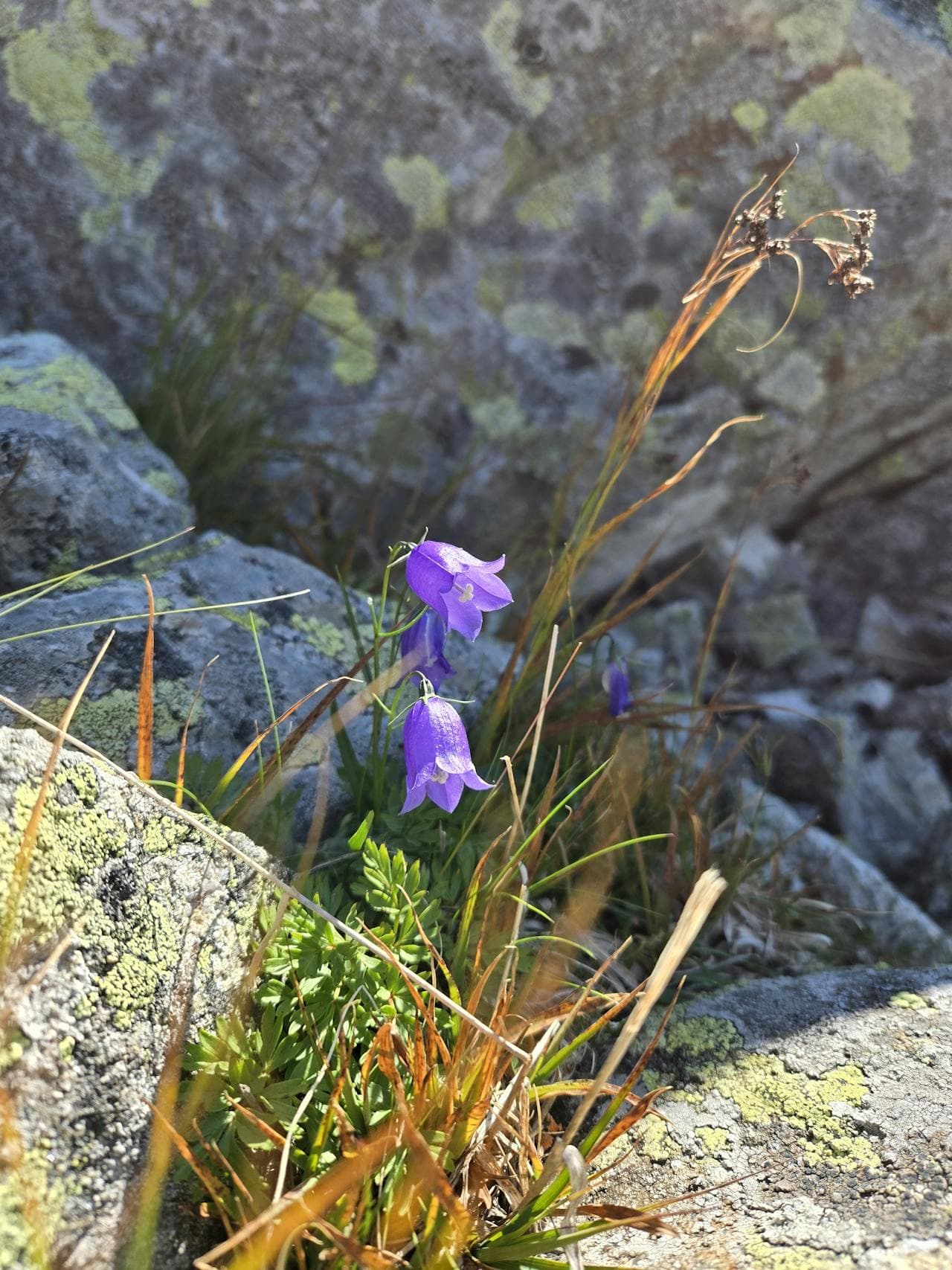 Harebell