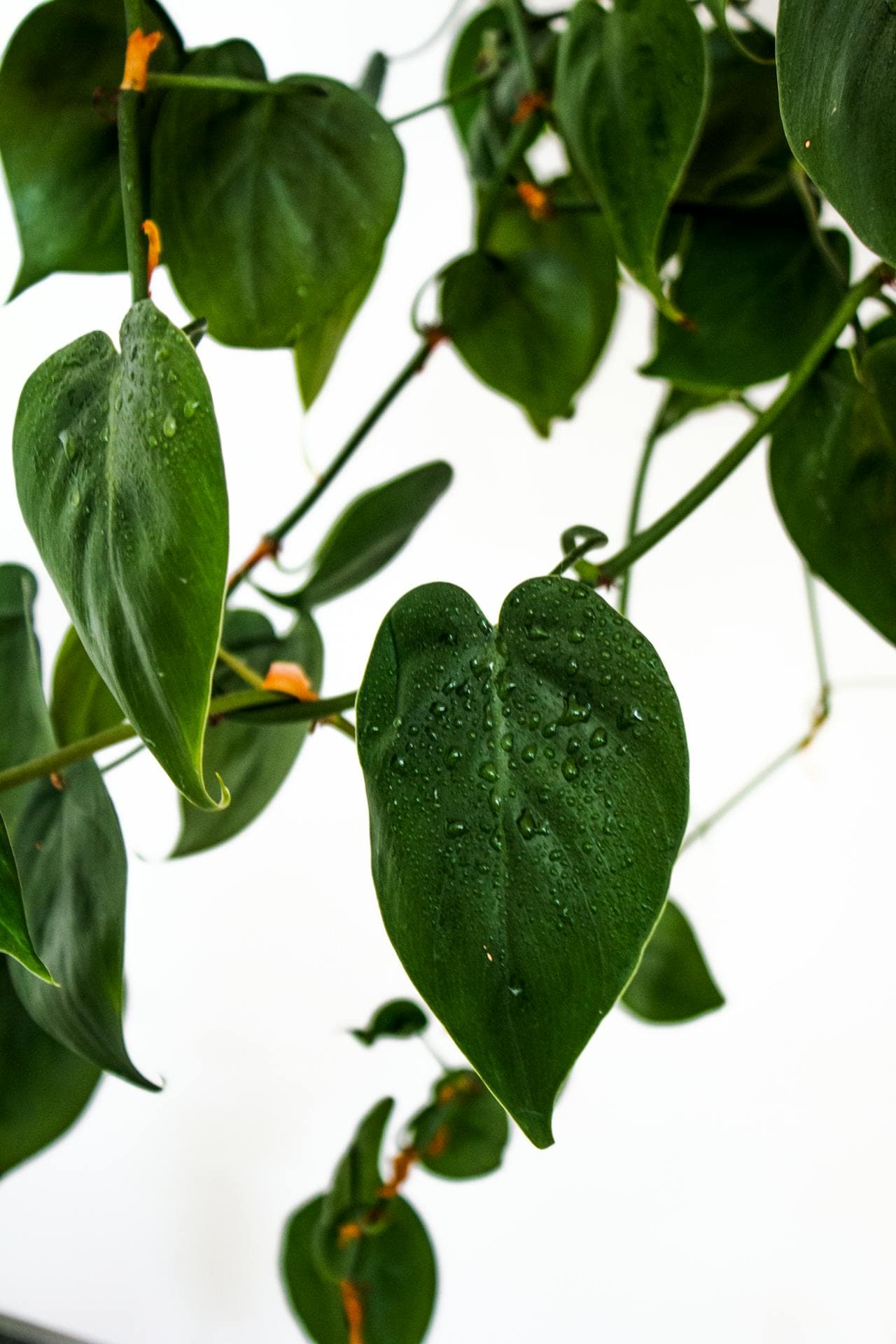 Heartleaf Philodendron