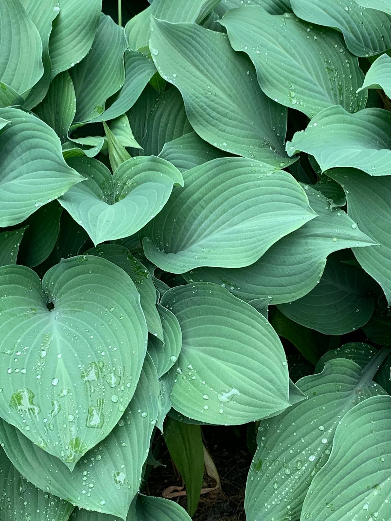 Hosta — additional view